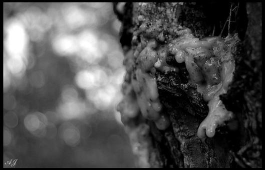 Forest Macro